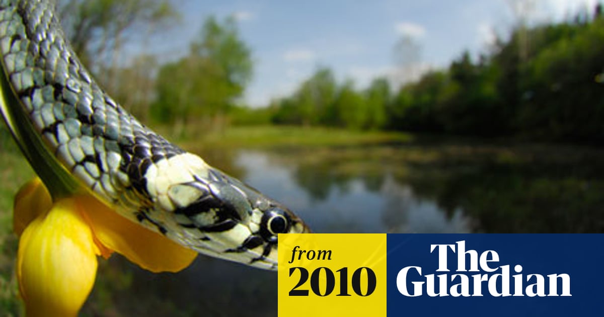 Snakes declining at alarming rate, say scientists | Endangered species |  The Guardian