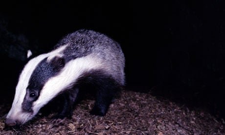 A badger, Meles Meles, sniffing the ground at night