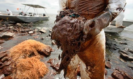 Deepwater Horizon BP oil spill: A clean-up worker picks up blobs of oil in absorbent snare