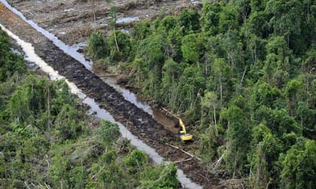 palm oil deforestation