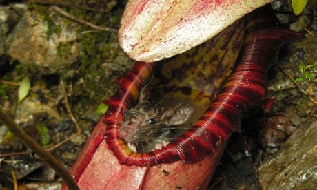Meat-eating plant discovered : Nepenthes attenboroughii 