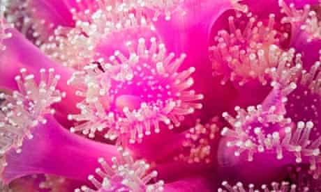 Natura 2000 network Fifteen new Marine Protected Areas : Jewel anemones
