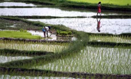 MDG Agriculture : Nepalese women work at a paddy field, Nepal