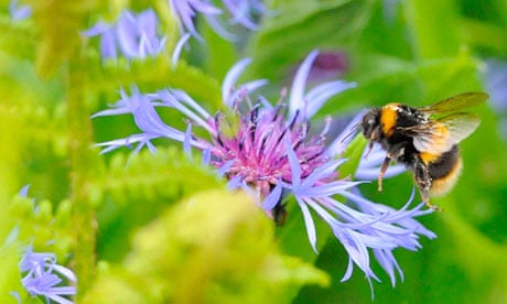 Biodiversity 100 : A bumble bee prepares to land on a plant in Boroughbridge