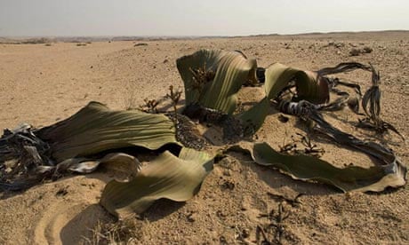 Endangered plant study : Welwitschia mirabilis, common name tree tumbo