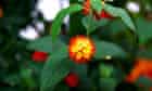 Biodiversity 100 : Tiny colurful flowers of Lantana Camara, an invasive plant in Australia
