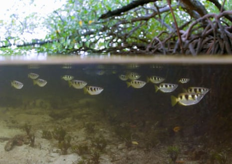 Biodiversity 100 : Archerfish in Mangrove Swamp