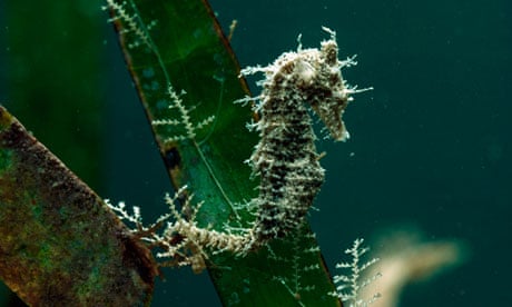 A dwarf seahorse (Hippocampus zosterae) found only in waters off the Gulf Coast