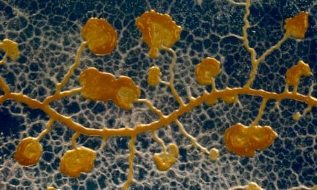 Let slime moulds do the thinking! | Animal behaviour | The Guardian