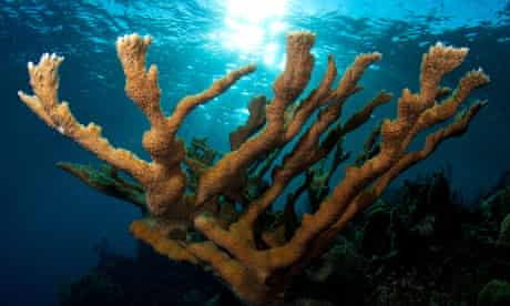 Endangered Corals : Elkhorn coral - Acropora palmata