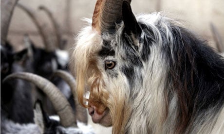 British Primitive goat - Wikipedia