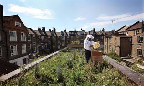 Urban Beekeeping and bee hive On London Rooftops