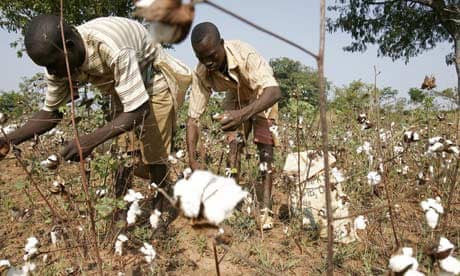MDG : WTO Doha Development Round failure : Ivorian farmers handpicks cotton
