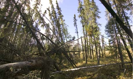 Hacked climate emails : Drunken forests caused as the permafrost melts as a result of global warming