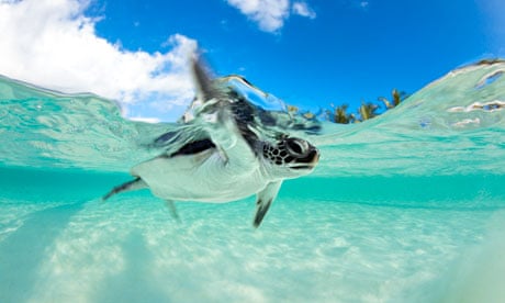 Endangered Baby Green Sea Turtle