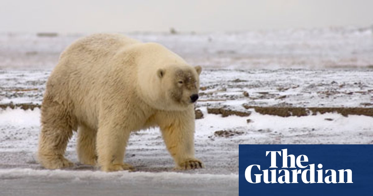 Warming Arctic brings invasion of southern species | Wildlife | The Guardian
