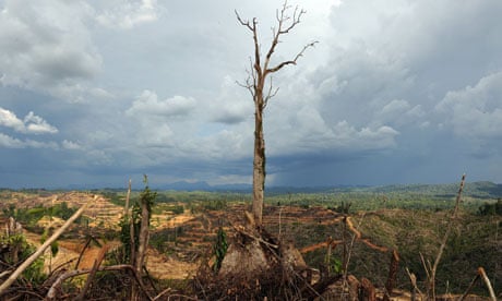 deforestation for palm oil  plantation near Lapok in Malaysia's Sarawak State