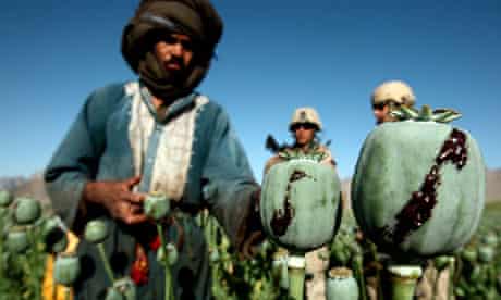MDG : Drugs and development :  opium in a poppy field in a village in Golestan district