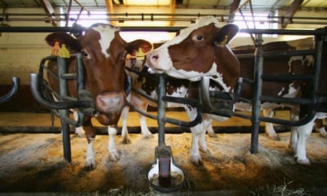 Duncan : Q&A : cows and methane