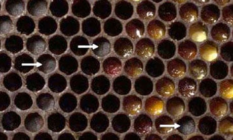 Honey and bee : Entombed Pollen
