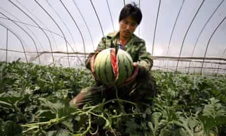 Crossword roundup: a bunch of bally melon farmers ...