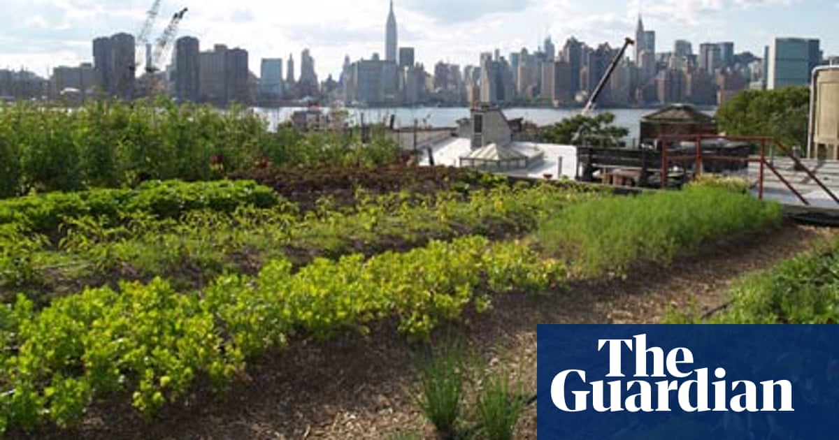 New York S Growing Demand For Green Roofs Joe Jackson Environment The Guardian