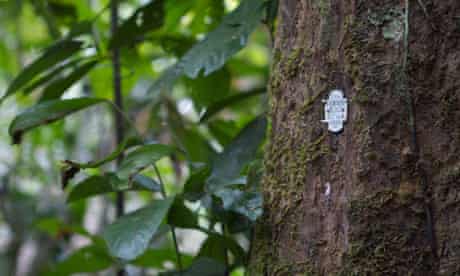 Damian blog : A tree in a forest near Buchanan bears bar code, Liberia