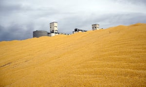 Biofuels Are Driving Food Prices Higher Tim Rice Global Mdg Biofuel Production Surplus Corn Harvest In Northeast Colorado Us