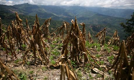 MDG : Climate change in Guatemala : A view of corn crop, ruined by drought, in Baja Verapaz