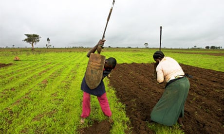 MDG : African small farmers in Nigeria tend to a field of corn 