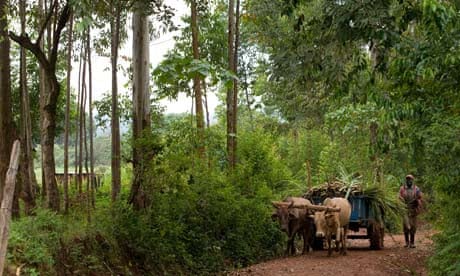 MDG : A small farmer walks with an ox-drawn cart - Webuye District, Kenya.