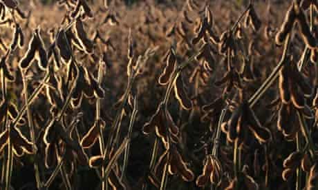 MDG : Soybeans sit in a field before being harvested in Ines Indar , Argentina