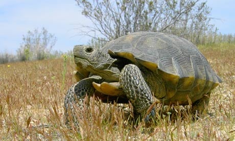 Mojave Desert Tortoise found in Piute Valley in Clark County, Nevada