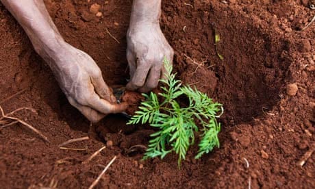 Bonn Diary : A Kenyan plants a tree seedling at Kazi Kwa Vijana forest