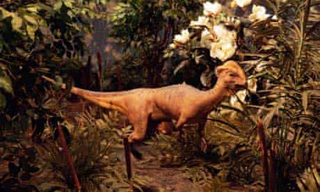 Dinosaur Had A Motorcycle Helmet Skull For Head Butting Love Rivals Dinosaurs The Guardian Dinosaur Had A Motorcycle Helmet Skull For Head Butting Love Rivals Dinosaurs The Guardian