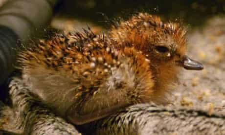 Critically endangered spoon-billed sandpiper to hatch in captivity