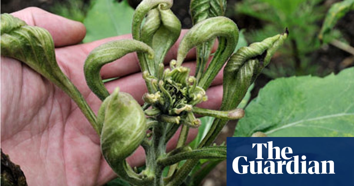 Have you spotted a strange curling disease in your home-grown veg