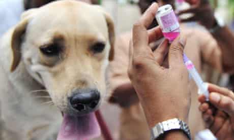 rabies vaccination hyderabad moves prepared seelam