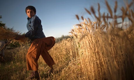 MDG : Living with less than a dollar a day , farmer in Afghanistan