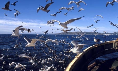 Seagulls follow fishing trawler off the coast of Galicia, Spain