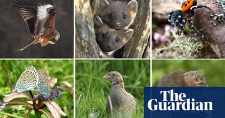 Britain's birds of prey are back from the brink of extinction