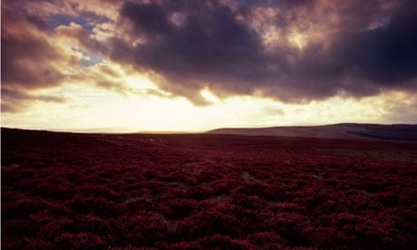 Country Diary : purple carpets of blooming heather