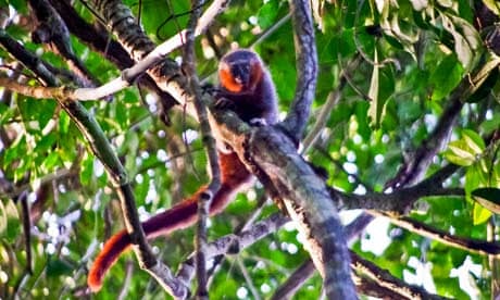 Monkey belonging to the Callicebus genus found in Mato Grosso on an expedition backed by WWF-Brazil