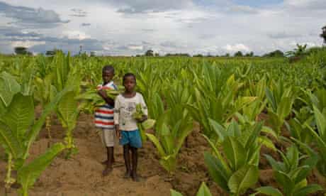 MDG : Malawi tobacco child labour story