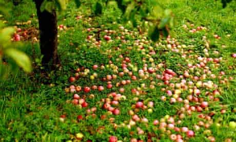 Country diary : Apples lying in the grass under a tree 