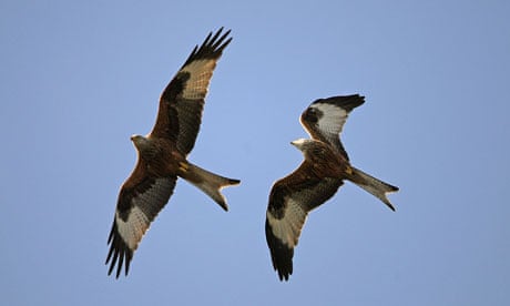 Red Kites Make The Most Of The Windy Weather