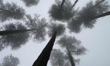 Encyclopedia of Life : Himalayan cedar