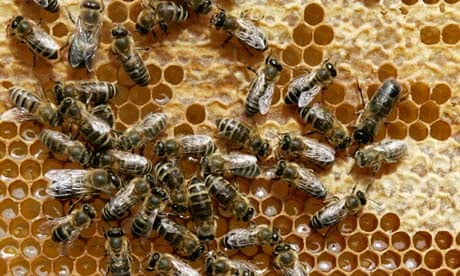 Honey bees sit on a honeycomb at Bad Segeberg, northern Germany