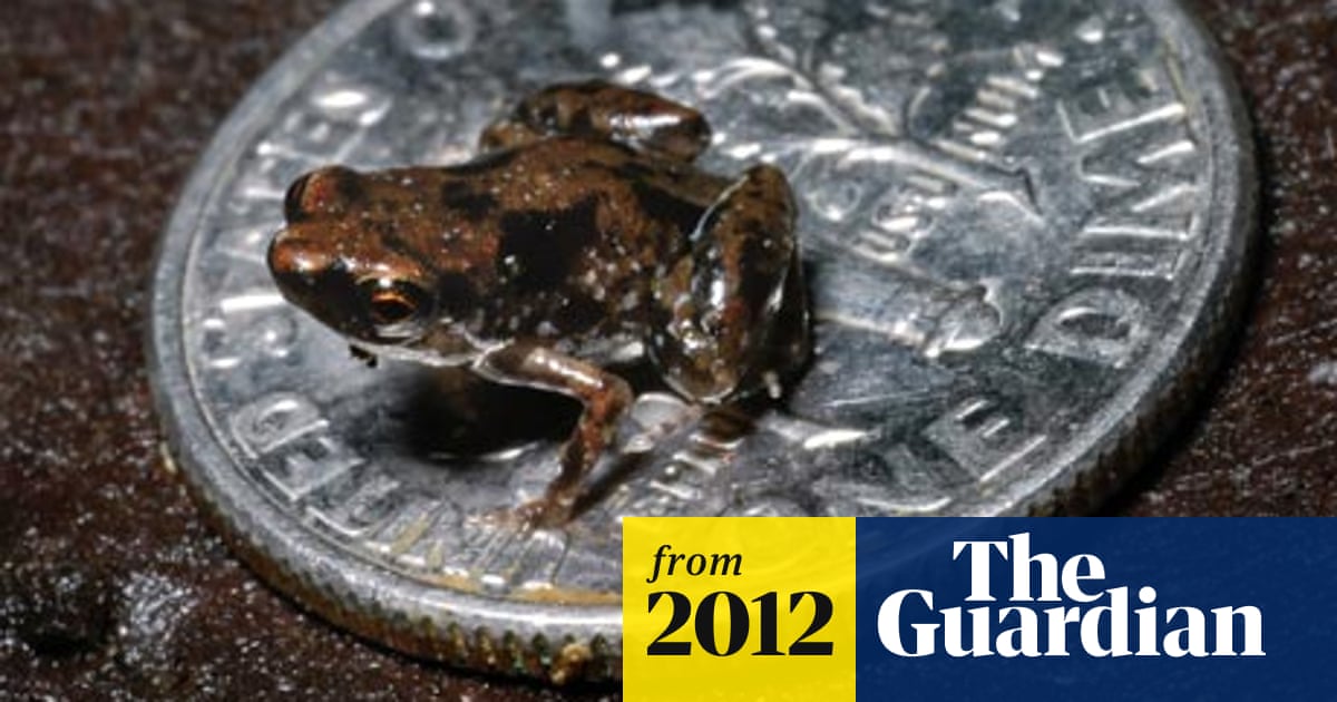 Tiny frog claimed as world's smallest vertebrate | Wildlife | The Guardian