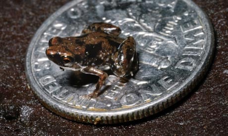 The world's smallest vertebrate a tiny frog called Paedophryne amanuensis